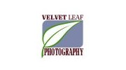 Velvet Leaf Photography