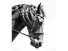 Duke Friesian Horse Photography Equine Emma Lowe